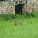 ZooGepardenAusbruch05061201.jpg