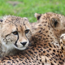 ZooGepardenAusbruch05061209.jpg