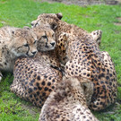 ZooGepardenAusbruch05061211.jpg