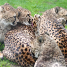 ZooGepardenAusbruch05061212.jpg