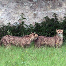 05062012gepard2de01001aktivnews.jpg