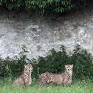 05062012gepard4de01001aktivnews.jpg