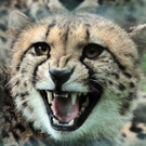 05062012gepard3de01001aktivnews.jpg