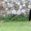 05062012gepard5de01001aktivnews.jpg
