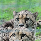 05062012gepardende01001aktivnews_075.jpg