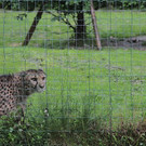 05062012gepardende01001aktivnews_069.jpg
