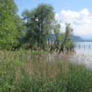 Schwanennest in unberührter Erholungslandschaft