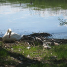 SCHWAN Nestidylle H__ 2012 _1__jpg-1338930129