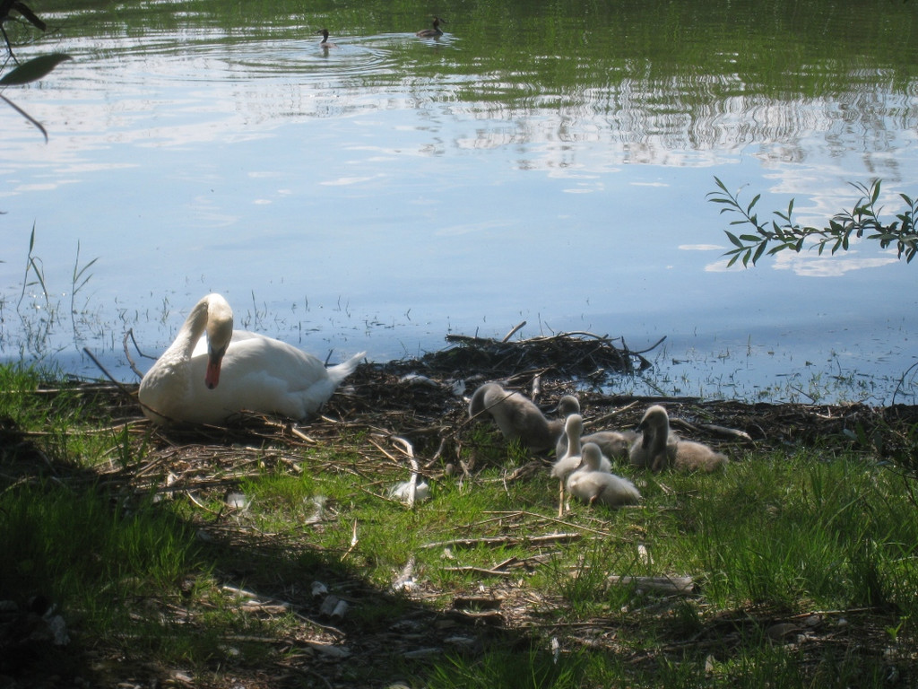 SCHWAN Nestidylle H__ 2012 _1__jpg-1338930129