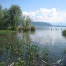 SCHWAN Nestidylle H__ 2012 _8__jpg-1338930164