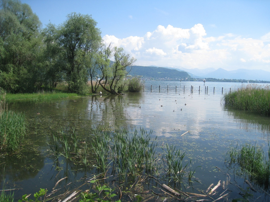 SCHWAN Nestidylle H__ 2012 _8__jpg-1338930164