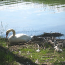 SCHWAN Nestidylle H__ 2012 _2__jpg-1338930134