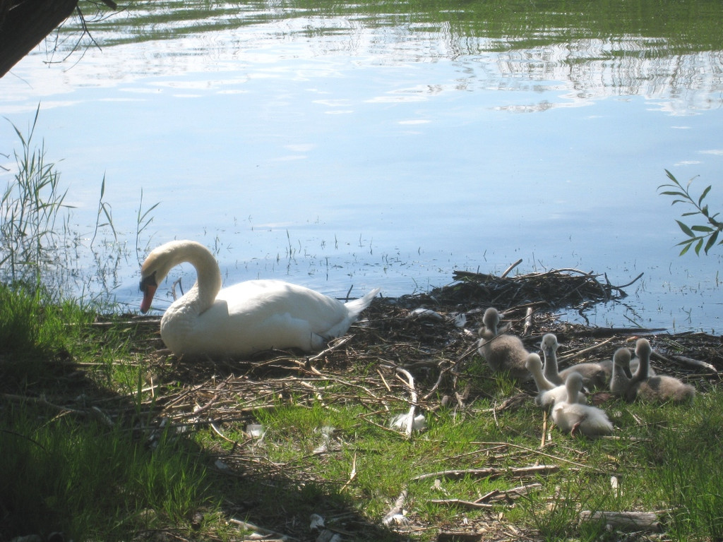 SCHWAN Nestidylle H__ 2012 _2__jpg-1338930134