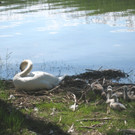 SCHWAN Nestidylle H__ 2012 _3__jpg-1338930138