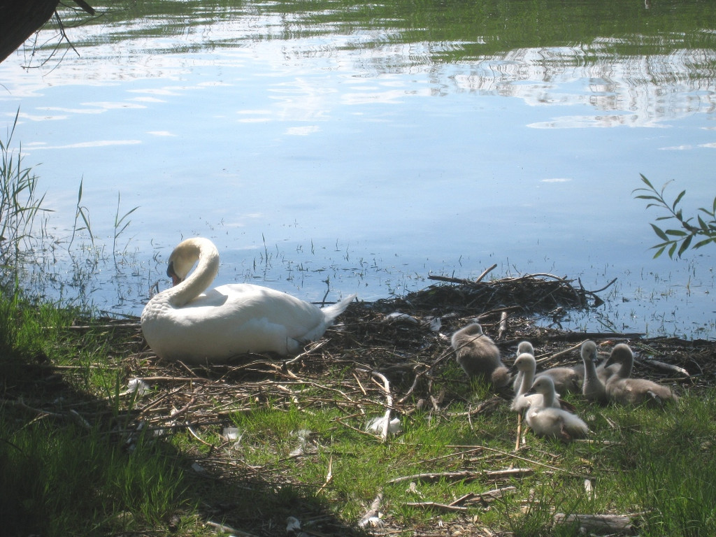 SCHWAN Nestidylle H__ 2012 _3__jpg-1338930138