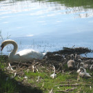 SCHWAN Nestidylle H__ 2012 _5__jpg-1338930147