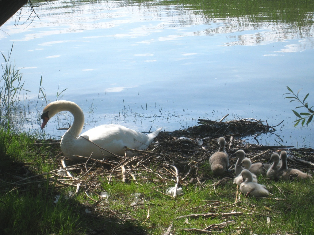 SCHWAN Nestidylle H__ 2012 _5__jpg-1338930147