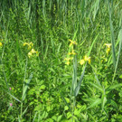 SCHWAN Nestidylle H__ 2012 _7__jpg-1338930159
