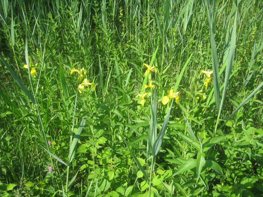 SCHWAN Nestidylle H__ 2012 _7__jpg-1338930159