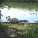SCHWAN Nestidylle H__ 2012 _14__jpg-1338930198