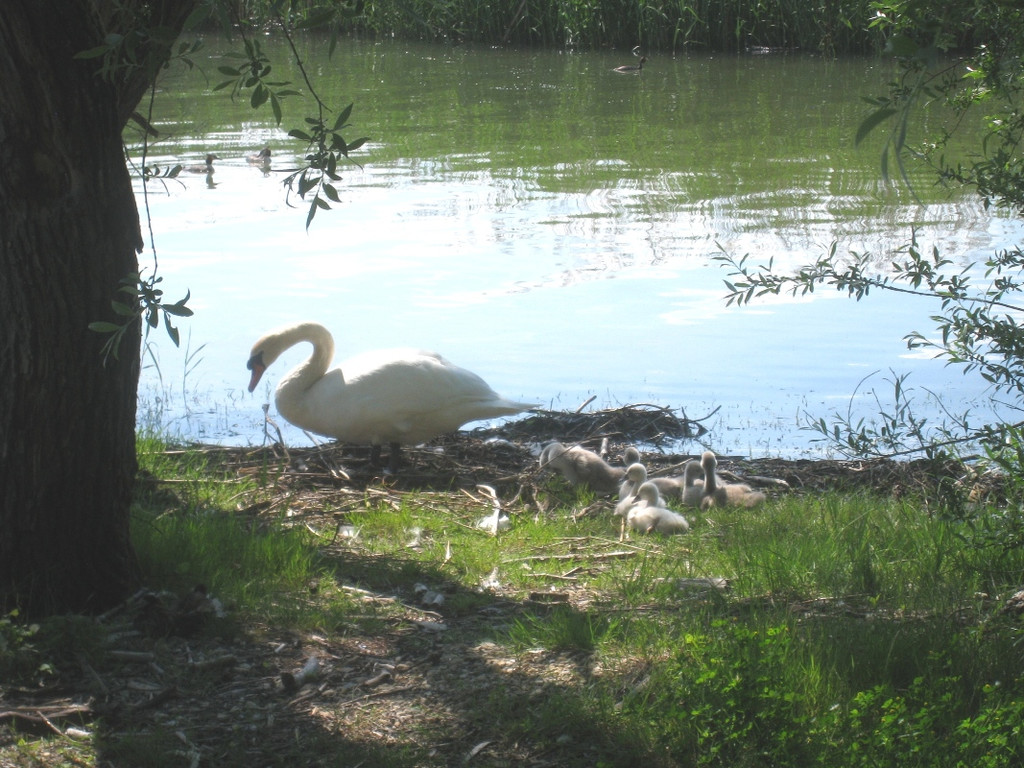 SCHWAN Nestidylle H__ 2012 _14__jpg-1338930198