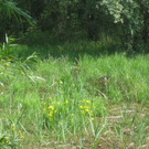 SCHWAN Nestidylle H__ 2012 _10__jpg-1338930176