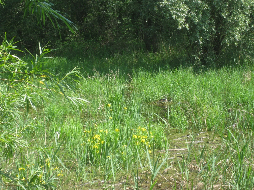 SCHWAN Nestidylle H__ 2012 _10__jpg-1338930176