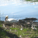 SCHWAN Nestidylle H__ 2012 _4__jpg-1338930142