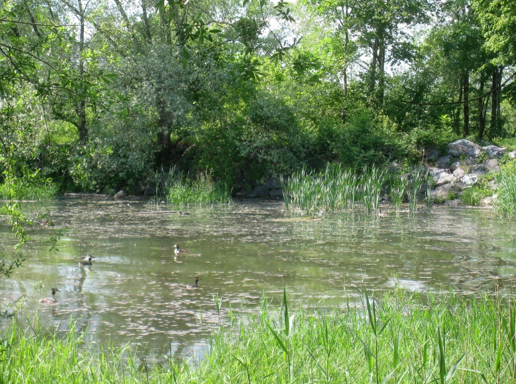 SCHWAN Nestidylle H__ 2012 _12__jpg-1338930189