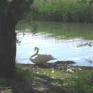 SCHWAN Nestidylle H__ 2012 _13__jpg-1338930193