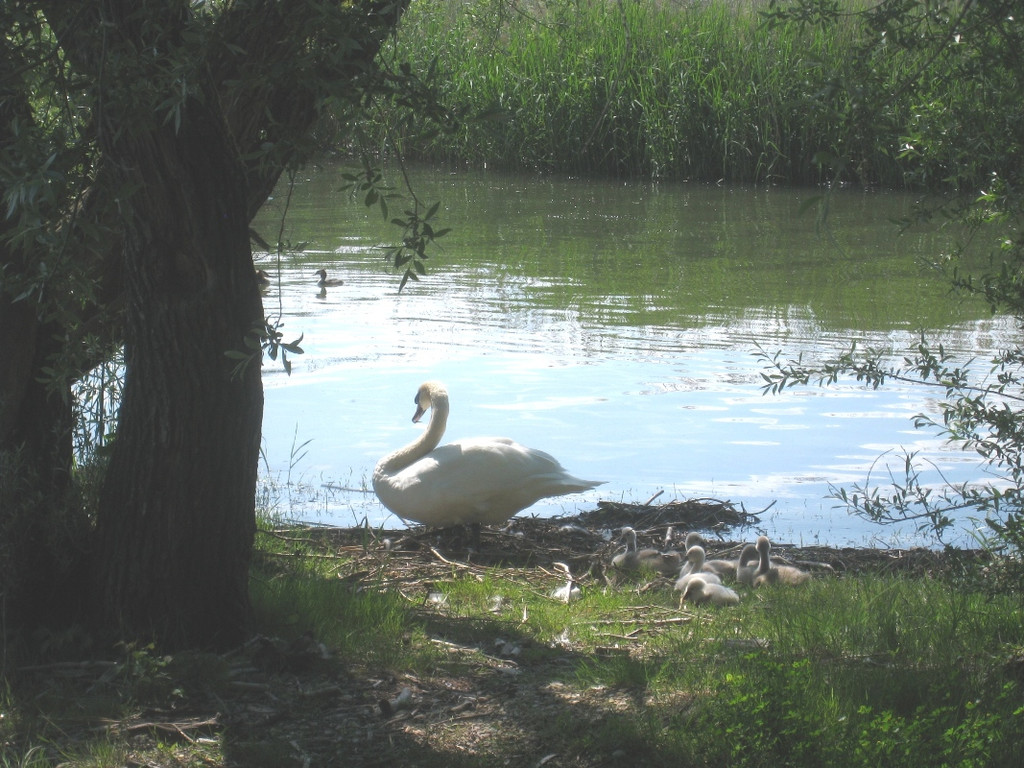 SCHWAN Nestidylle H__ 2012 _13__jpg-1338930193