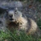 Impressionen vom Feldkircher Wildpark