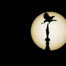 DAB0752-20120606.jpg