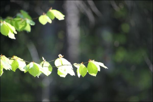 Überall geginnen die Knospen zu spriessen