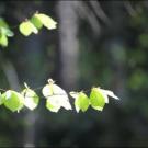 Überall geginnen die Knospen zu spriessen