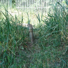 Ziesel in den Blumengärten Hirschstetten