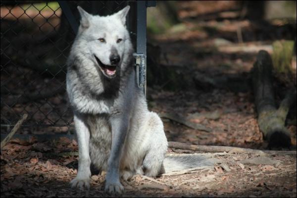 Der Wolf wartet auf sein Futter...