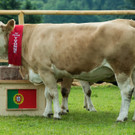Tierische Orakel auch zur Euro 2012