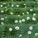 Blumenteppich Brot des Lebens  Farn 06-2012_jpg-1339165840