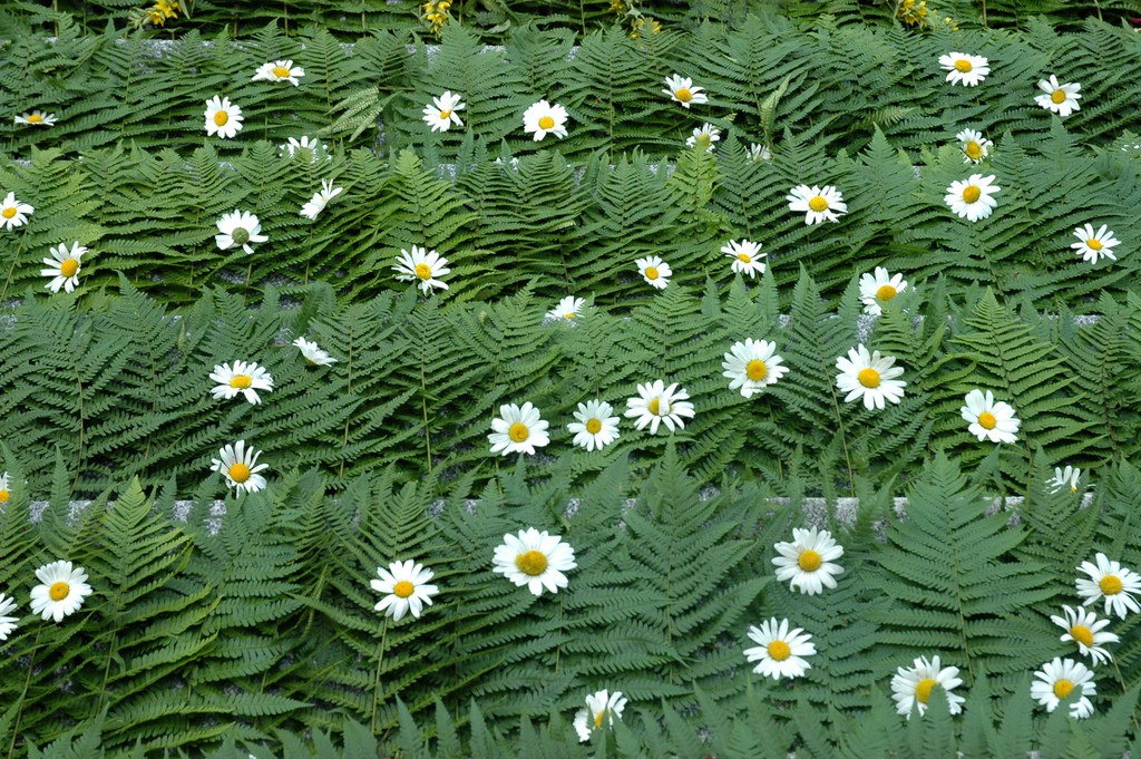 Blumenteppich Brot des Lebens  Farn 06-2012_jpg-1339165840