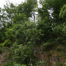 08062012wiestalunwetterat05007aktivnews_12.jpg
