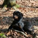 Der Jagdhund muss brav sitzen bleiben