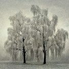 Alfons_Hagen_Rauhreif_jpg-1339402069