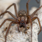 Thomas_Tschemernjak_Spinne_jpg-1339402101