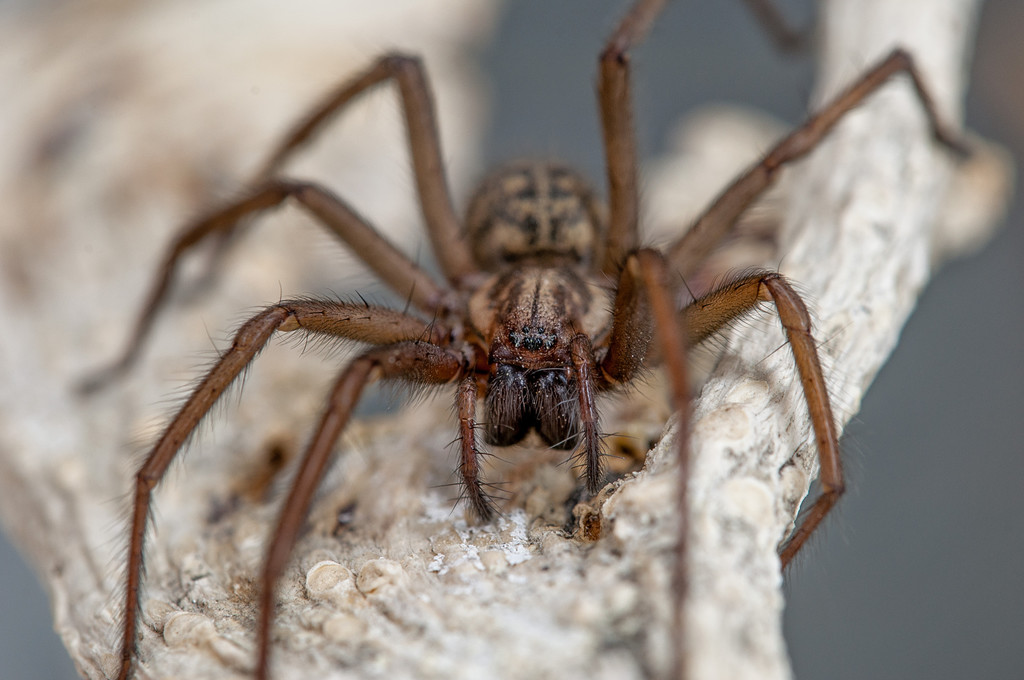Thomas_Tschemernjak_Spinne_jpg-1339402101