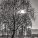 Anton_K__nig_Gegenlicht_jpg-1339402467