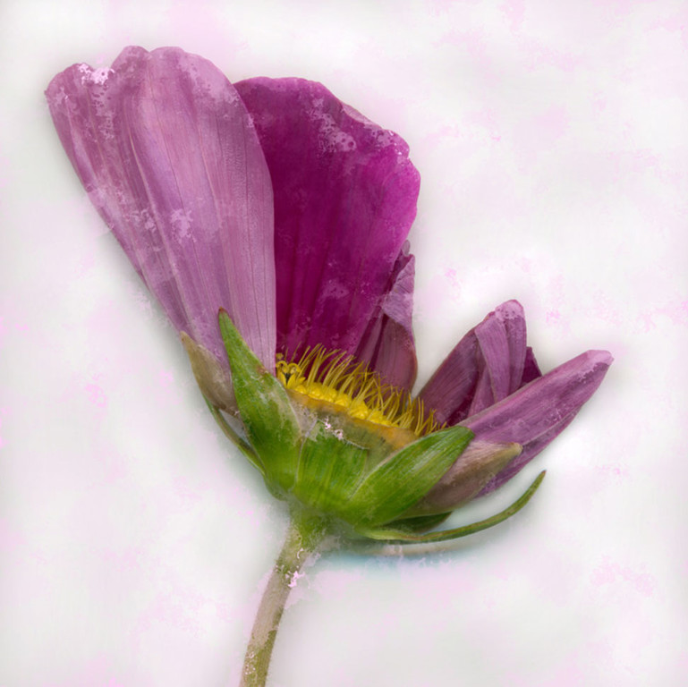 branz_cosmea_jpg-1339411226