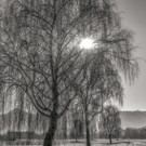 Anton_K__nig_Gegenlicht_jpg-1339419431