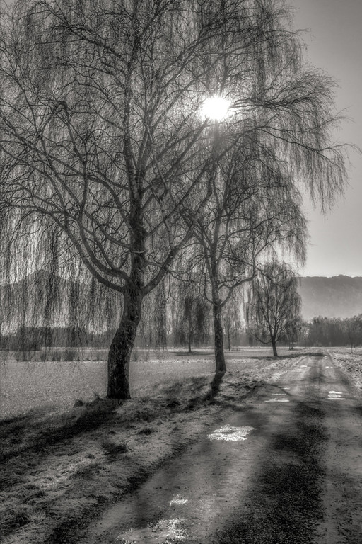Anton_K__nig_Gegenlicht_jpg-1339419431