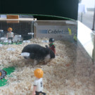 Hamsterdame Fiona